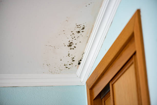 Best Professional Mold Removal  in Brightwood, VA