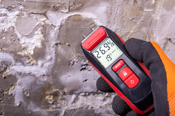 Professional Mold Removal in Brightwood, VA