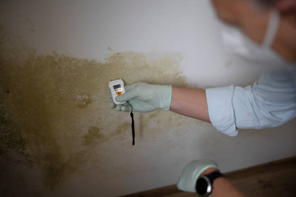 Crawl Space Mold Removal in Brightwood, VA