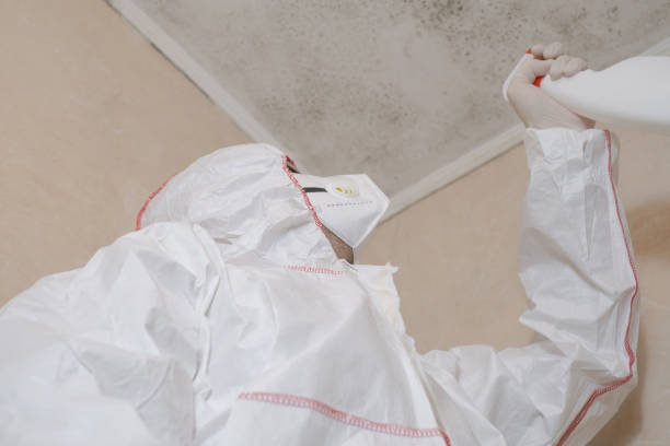 Best Black Mold Removal  in Brightwood, VA
