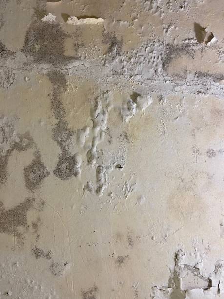 Best Mold Removal Near Me  in Brightwood, VA