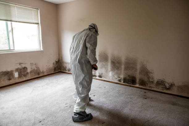 Attic Mold Removal in Brightwood, VA