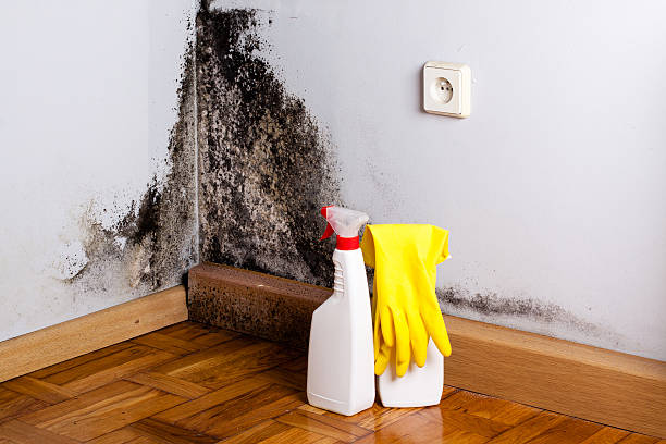 Best Certified Mold Removal  in Brightwood, VA