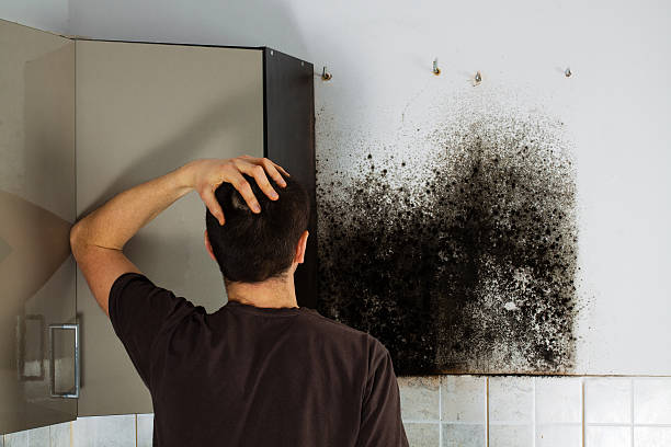 Best Attic Mold Removal  in Brightwood, VA