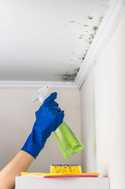 Best Attic Mold Removal  in Brightwood, VA