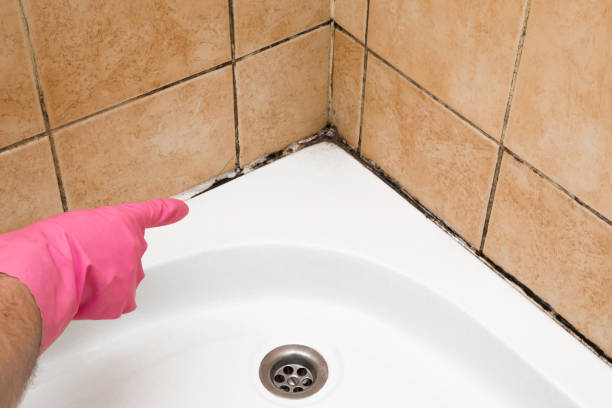 Best Mold Removal Near Me  in Brightwood, VA
